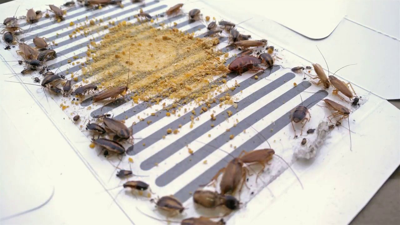 Missä on paras sijoittaa torakkaloukut, jotta ne eivät pääse taloon?