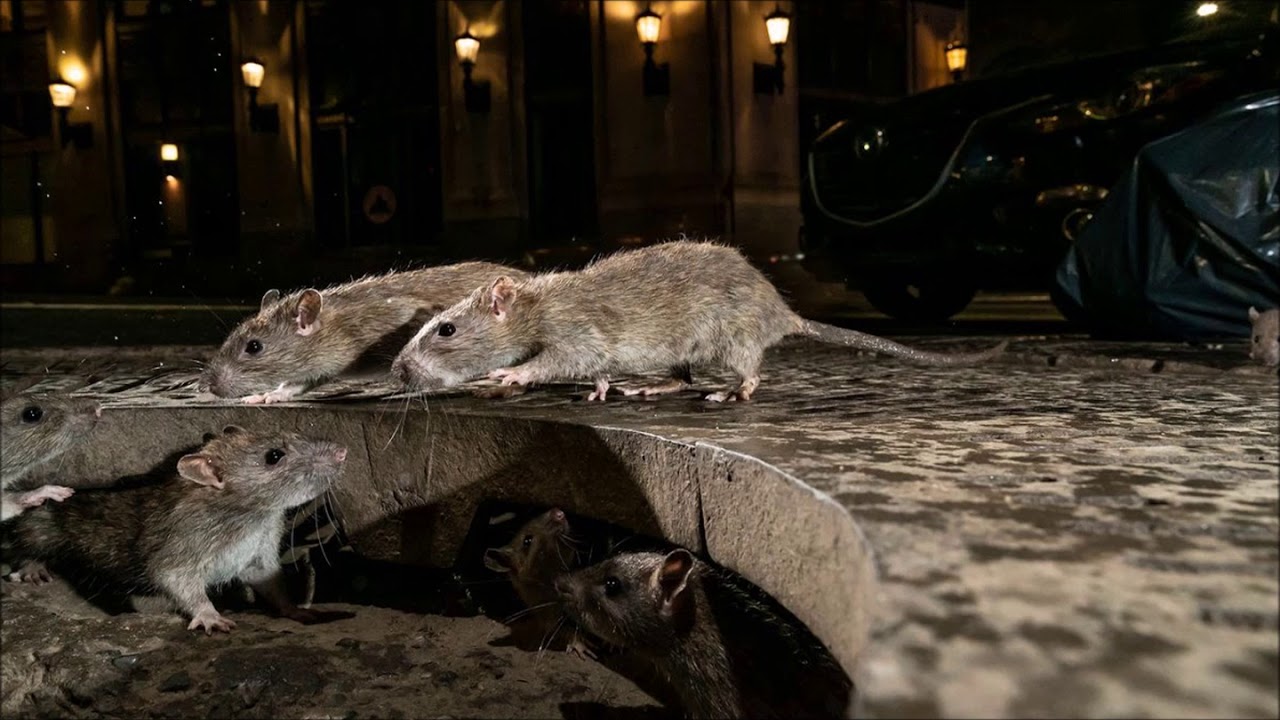 Kodittomien leirissä on julistettu terveyshälytys rotilla tarttuvan taudin vuoksi.