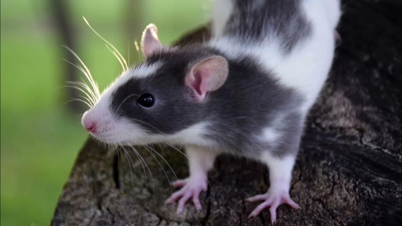 Kodittomien leirissä on julistettu terveyshälytys rotilla tarttuvan taudin vuoksi.