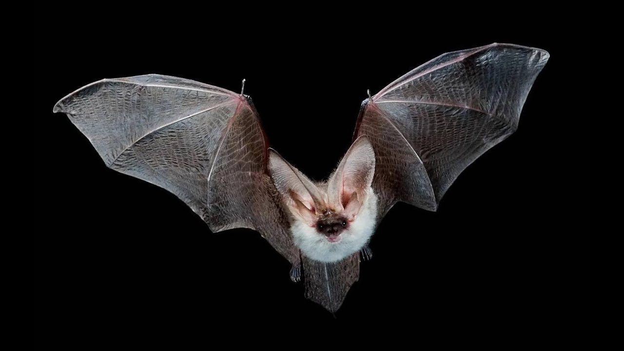 Toistaiseksi ei ole syytä paniikkiin, mutta tutkijat ovat tunnistaneet lepakkolajin, joka voi aiheuttaa seuraavan epidemian.