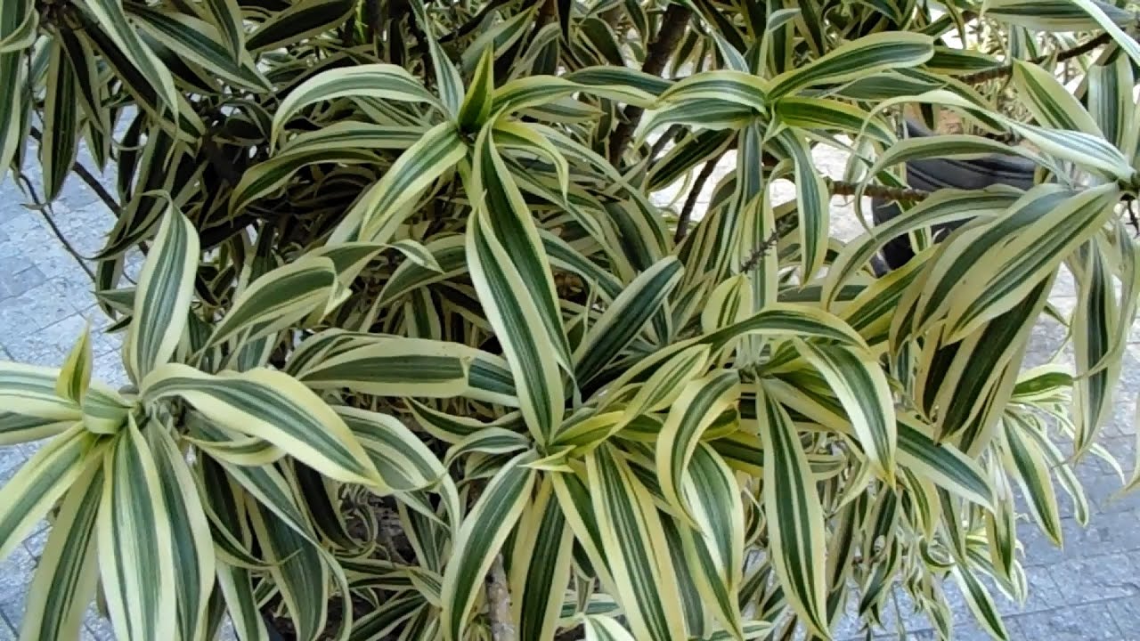 5 huonekasvia, jotka auttavat parantamaan mielialaa ja palauttamaan energian kotiisi.