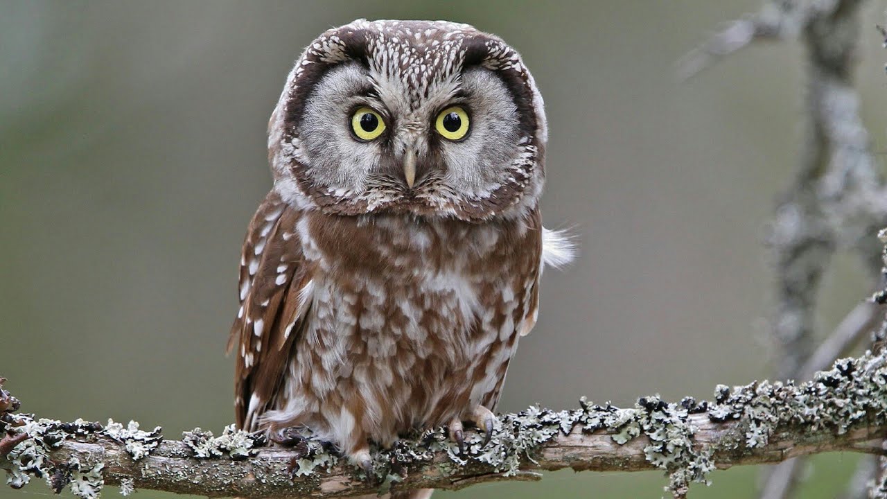 Jos jätät tämän luonnollisen tuotteen rauhaan, pöllöt lentävät terassillesi joka yö tammikuussa.