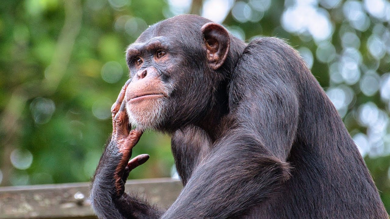 Chimpanzee Ai, joka tunnisti yli 100 kiinalaista hieroglyfiä ja englannin aakkoset, kuoli 49-vuotiaana.