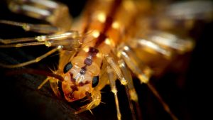 On erittäin suositeltavaa olla varovainen, jos löydät tämän välimerenhyönteisen kotonasi: sillä on paljon enemmän jalkoja kuin hämähäkillä, ja se on myrkyllinen.