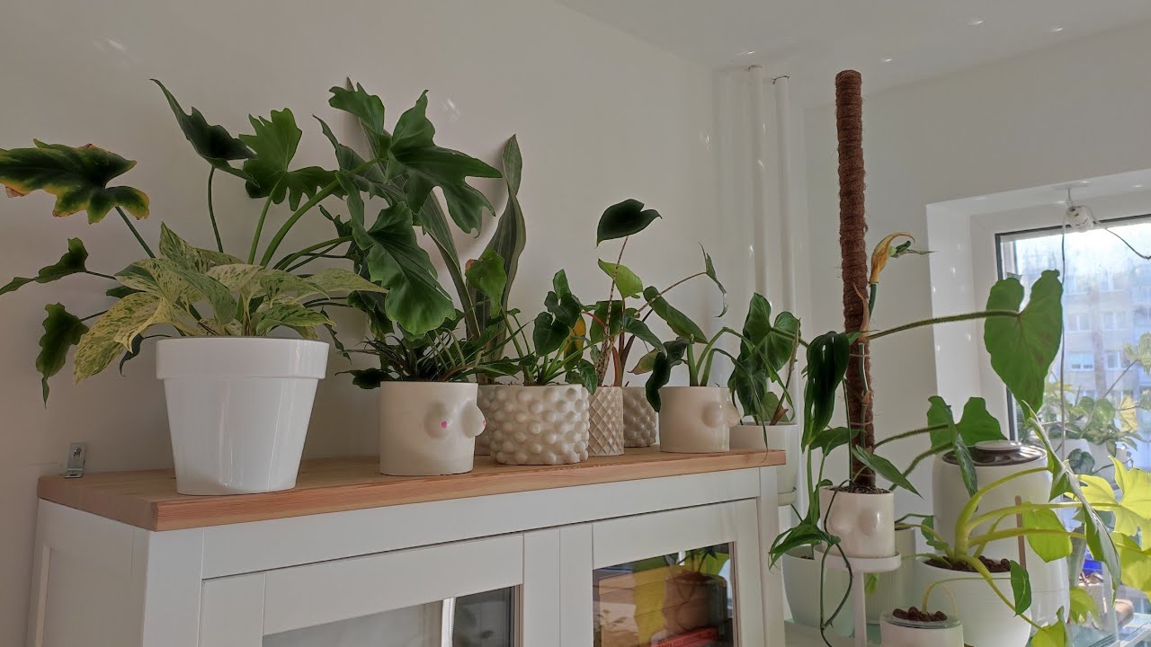 Se ei ole vain koriste: mitä tarkoittaa kasvin asettaminen jääkaapin päälle feng shui -oppien mukaan?