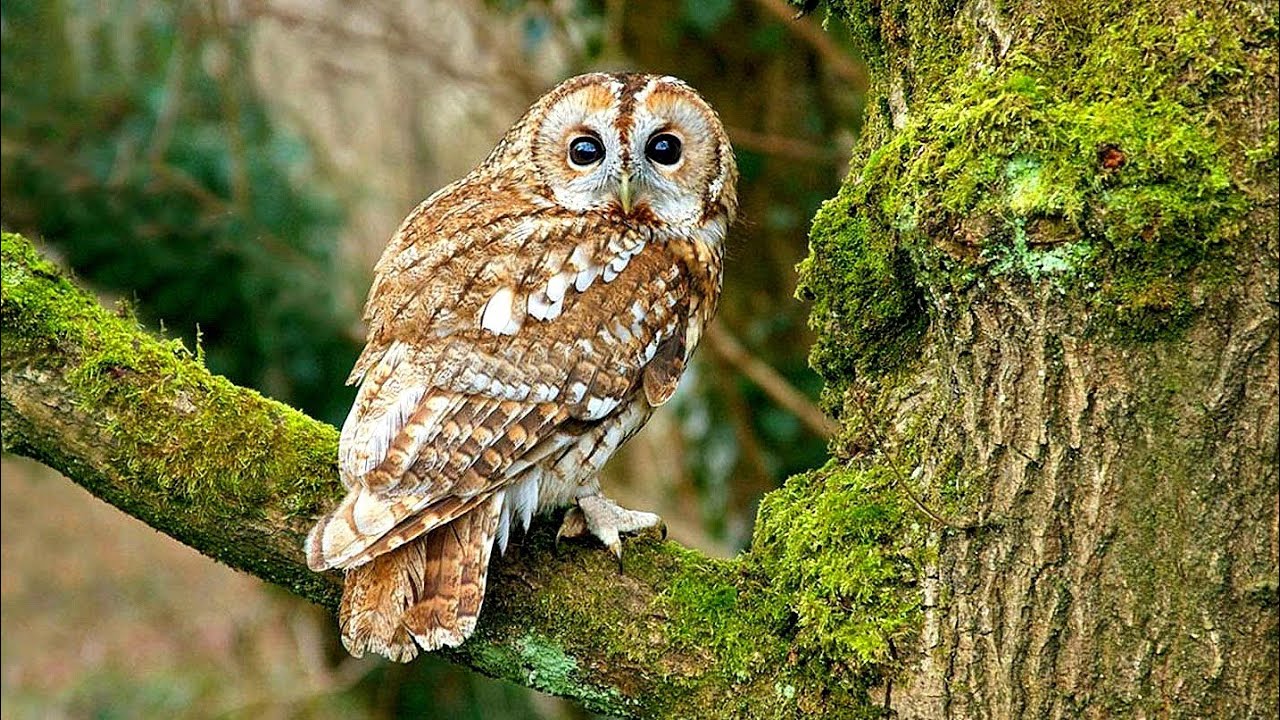 Jos jätät tämän luonnollisen tuotteen rauhaan, pöllöt lentävät terassillesi joka yö tammikuussa.