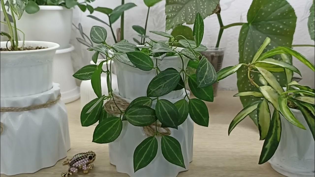 Se ei ole vain koriste: mitä tarkoittaa kasvin asettaminen jääkaapin päälle feng shui -oppien mukaan?