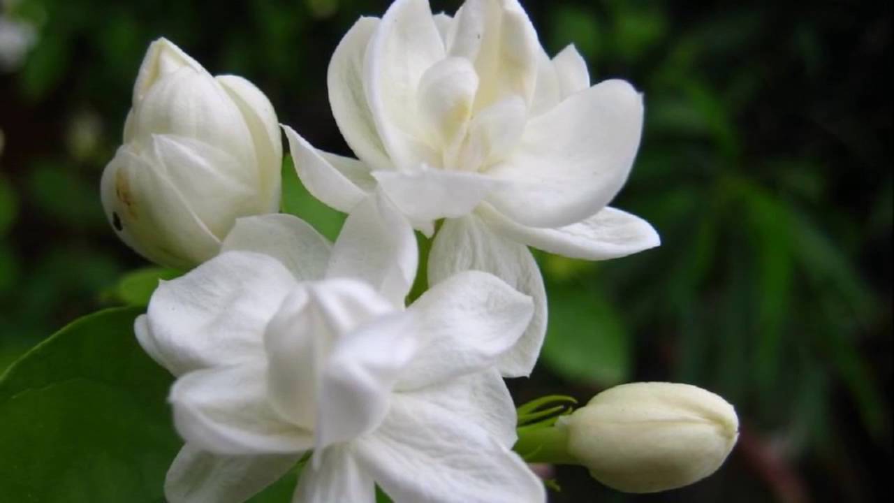 Kukkapuutarhan tuoksun täyttävä kukka, jota voi kasvattaa ruukuissa.