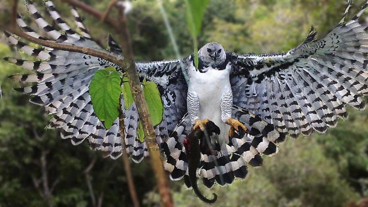 Yksi Etelä-Amerikan mahtavimmista linnuista on palannut maahan 20 vuoden unohduksen jälkeen.