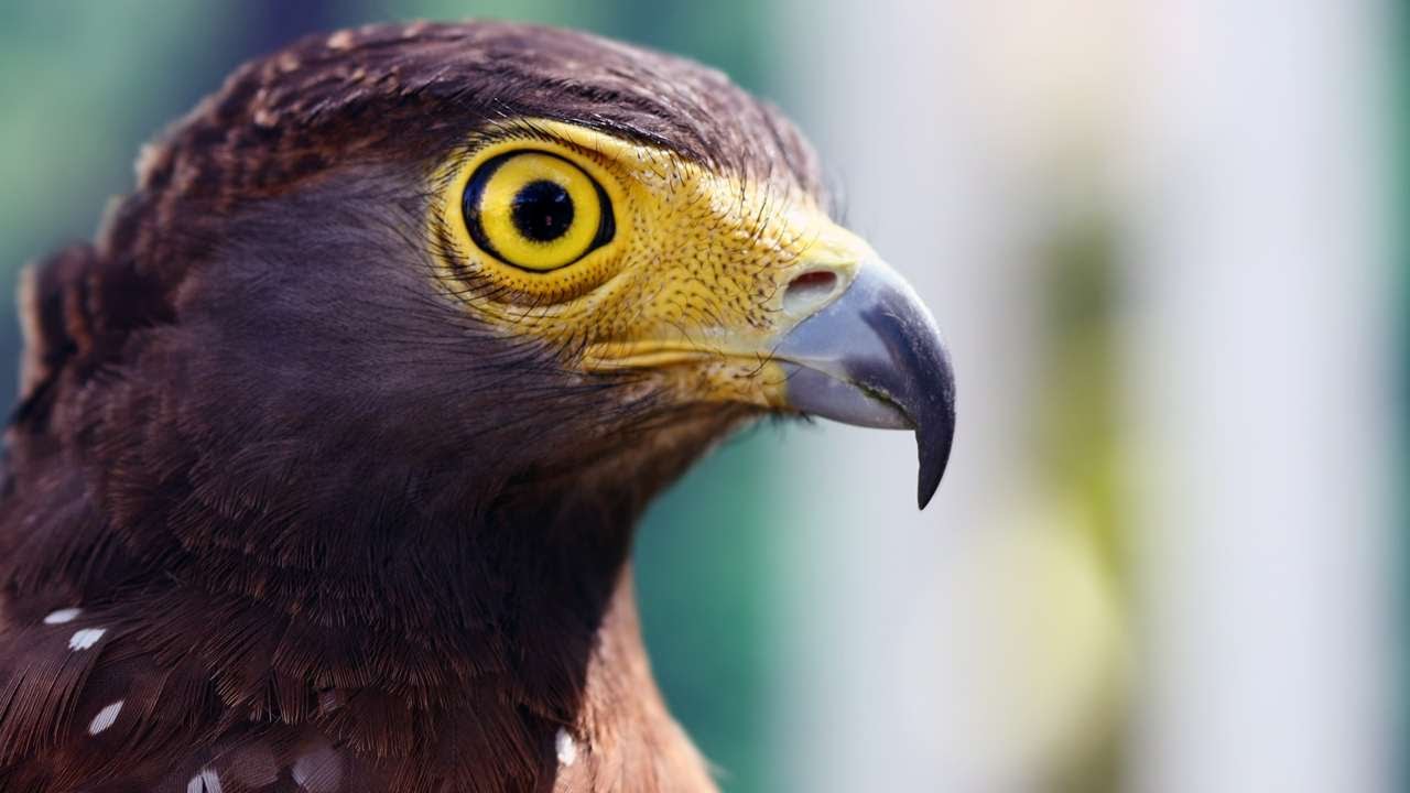 Tutkijat ovat kumonneet 200 vuotta vanhan teorian siitä, miten lintujen silmät toimivat.