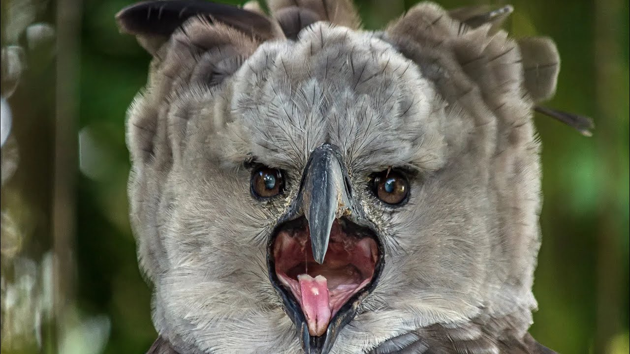Yksi Etelä-Amerikan mahtavimmista linnuista on palannut maahan 20 vuoden unohduksen jälkeen.