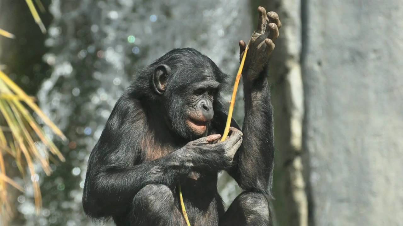Sensaatiomainen eläintieteellinen löytö: tutkimus viittaa siihen, että tämän eläimen kieli on yhtä monimutkainen kuin ihmisen kieli.