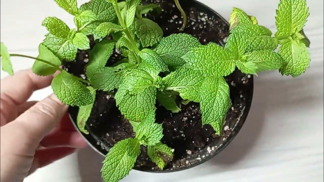 Kaikki mitä sinun tarvitsee tietää mintun kasvattamisesta kotona