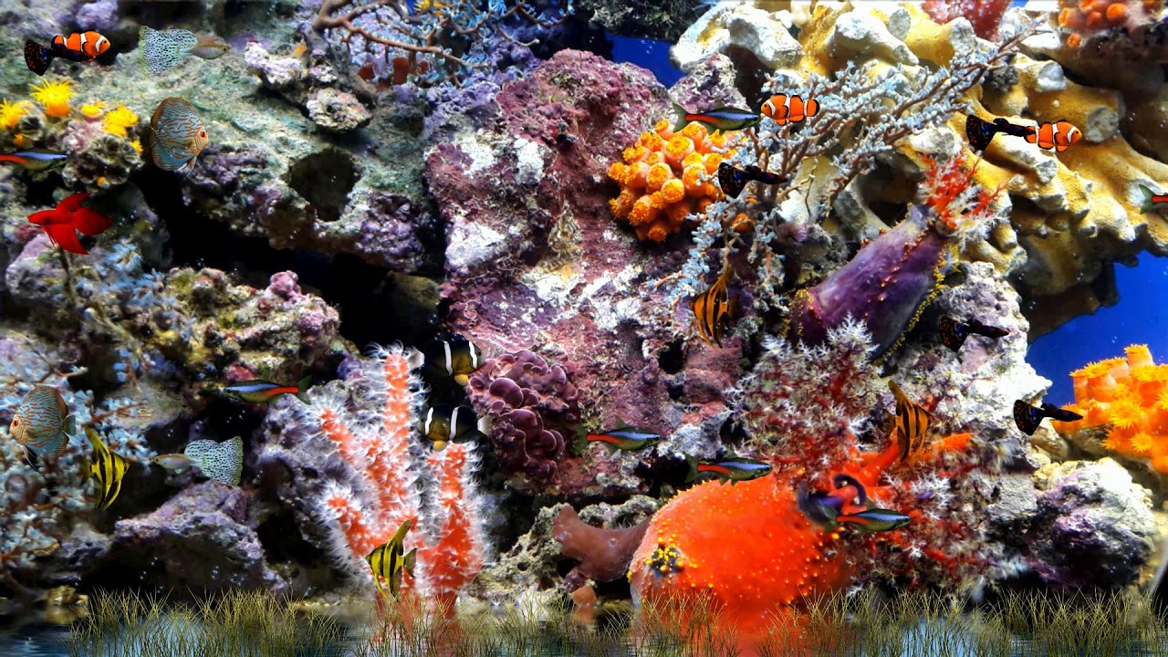 On havaittu keskeinen yhteys meren tyynen päivän ja korallien haalistumisen välillä: seuraukset.