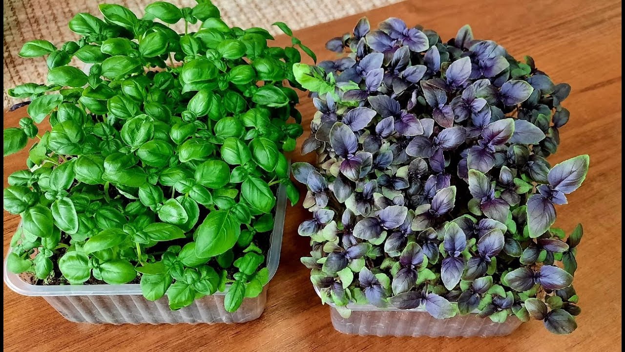 Ihanteellinen aromaattinen kasvi tammikuun kylvöksi: se kasvaa nopeasti ja on erittäin tuottava.