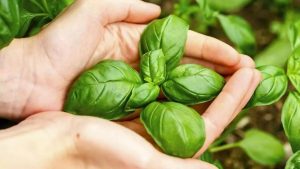 Ihanteellinen aromaattinen kasvi tammikuun kylvöksi: se kasvaa nopeasti ja on erittäin tuottava.