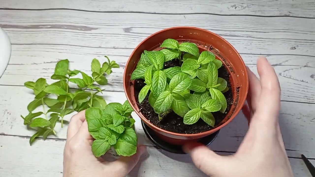 Kaikki mitä sinun tarvitsee tietää mintun kasvattamisesta kotona