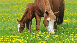 Tutkimus osoitti, kuinka äidin rakkaus jättää jälkensä hevosten aivoihin.