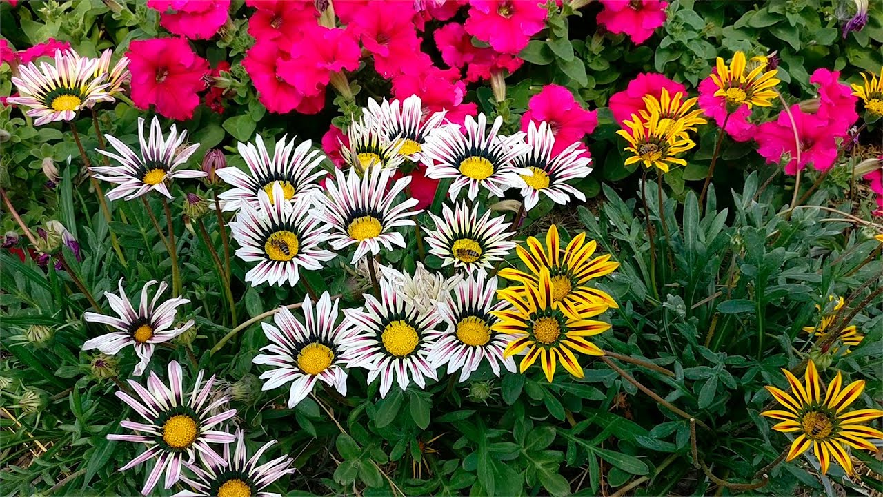 Kolme kasvia, jotka kannattaa istuttaa tammikuussa, jotta voit nauttia kukkaisesta puutarhasta: ne ovat lämmönkestäviä.