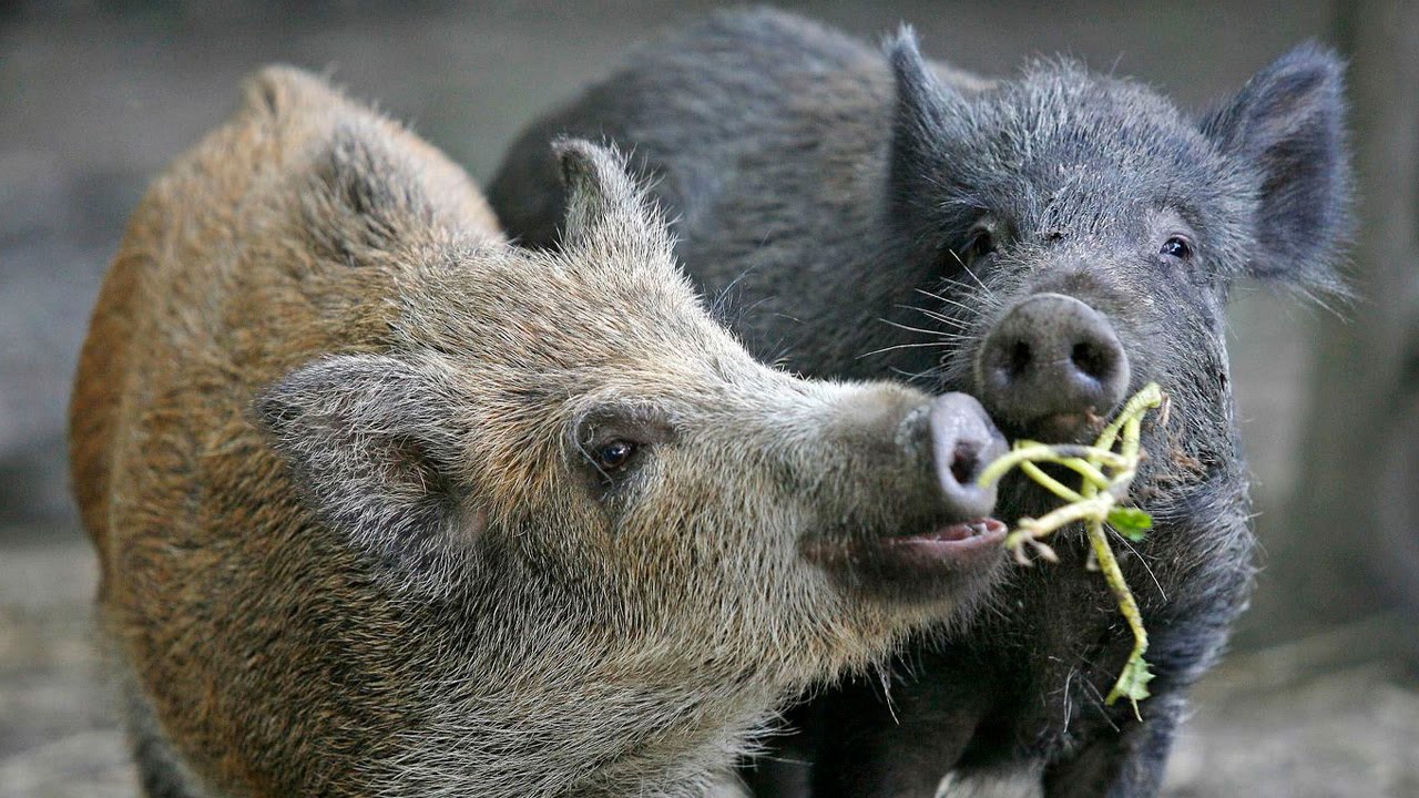 Tutkijat analysoivat 400 näytettä ja vahvistivat, että kaupunkien ja maaseudun villisiat ovat geneettisesti erilaisia.