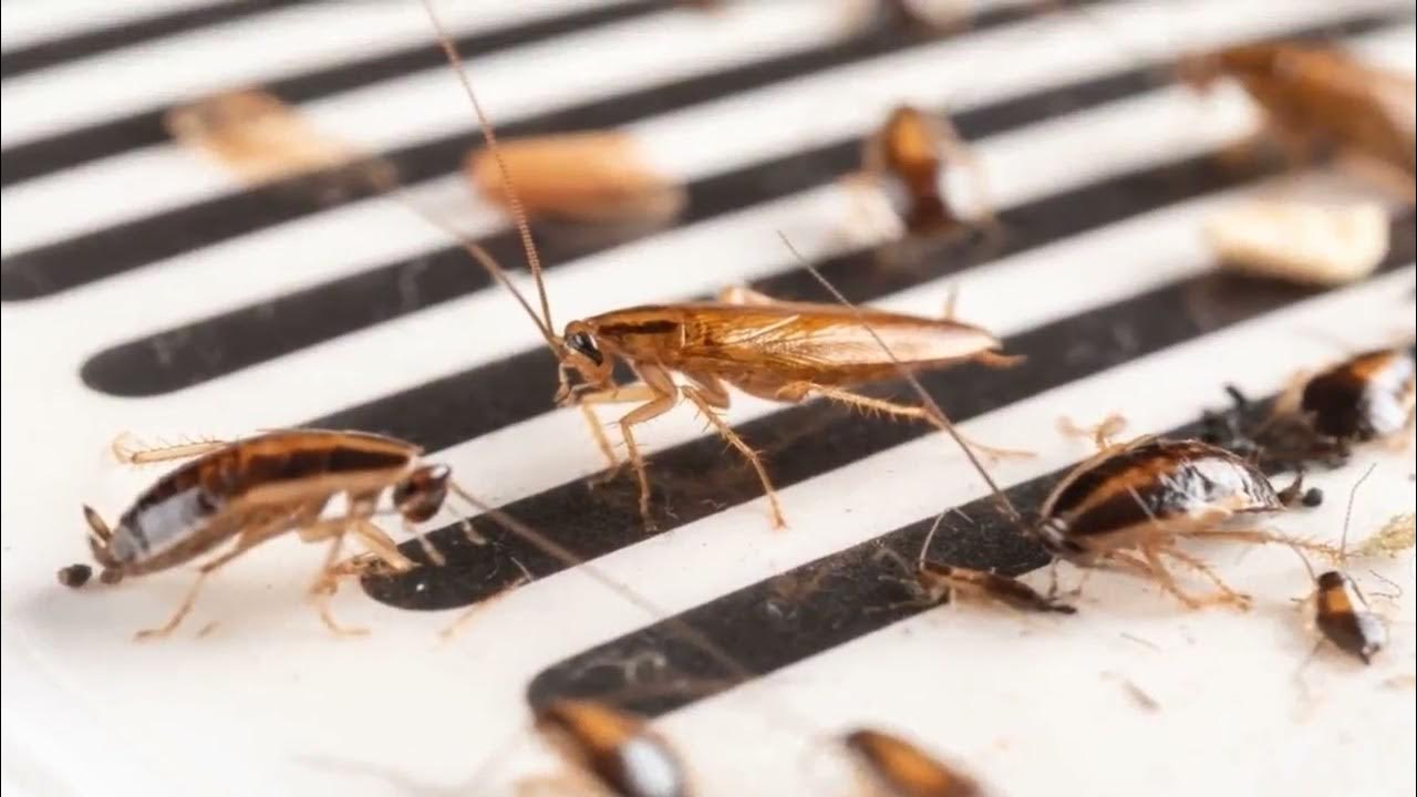 Missä on paras sijoittaa torakkaloukut, jotta ne eivät pääse taloon?