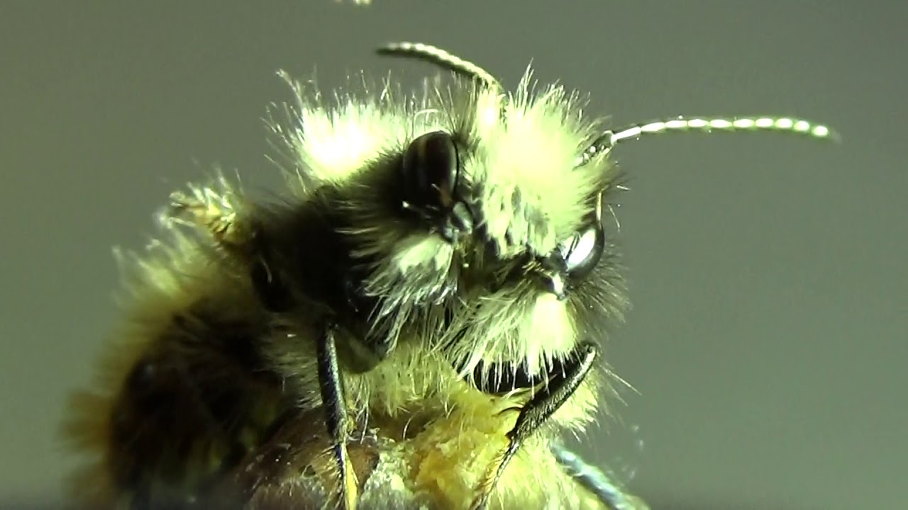 Tässä maassa on löydetty uusi ”paholaisen” mehiläislaji.