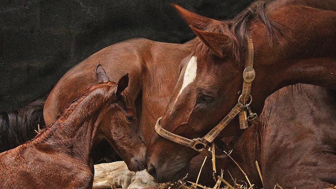 Tutkimus osoitti, kuinka äidin rakkaus jättää jälkensä hevosten aivoihin.