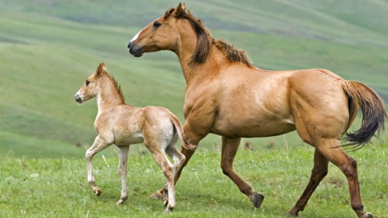 Tutkimus osoitti, kuinka äidin rakkaus jättää jälkensä hevosten aivoihin.