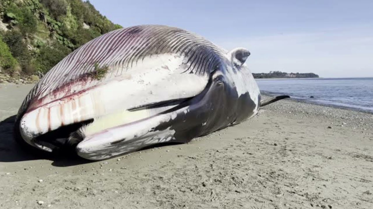 Kun kylässä löydettiin rannalta kuollut valas, asukkaat päättivät räjäyttää sen dynamiitilla. 55 vuotta myöhemmin he juhlivat yhä tätä tapahtumaa.