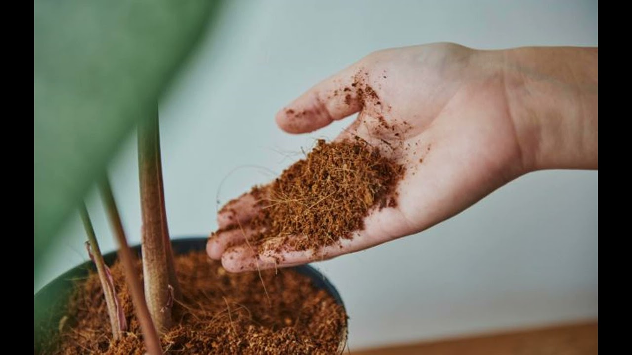 Mitä hyötyä on kanelijauheen lisäämisestä kukkaruukkuihin ja mitkä ovat sen edut?