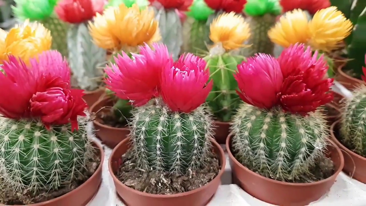 Se ei ole vain koriste: mitä tarkoittaa kaktuksen asettaminen parvekkeelle?