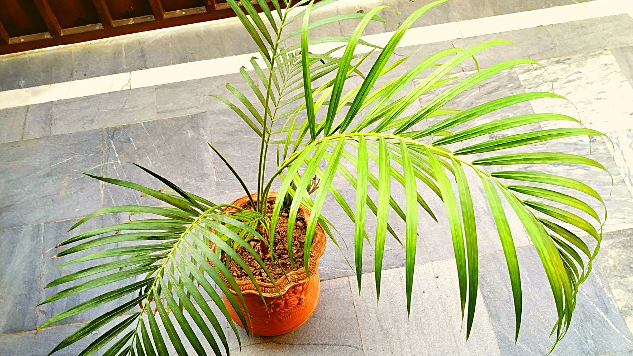 Ei kaktuksia, ei mehikasveja: viisi kasvia, jotka sopivat täydellisesti kodin viilentämiseen kesällä.