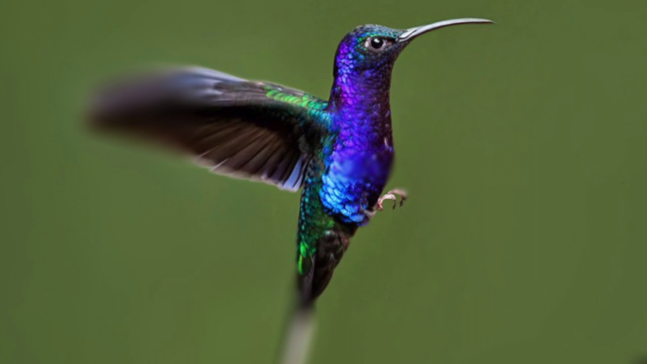 Yksi yksinkertainen yksityiskohta mahdollistaa yhden lajin evoluution reaaliajassa: kolibrit.