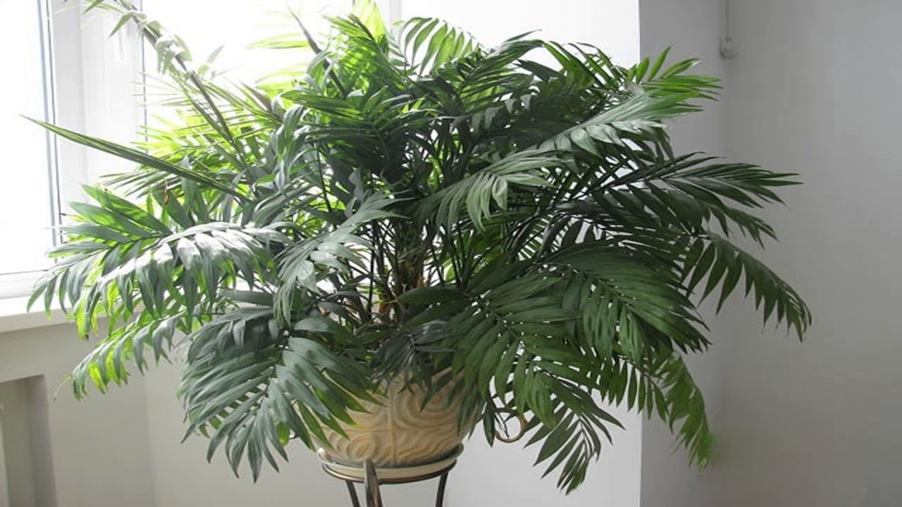 Ei kaktuksia, ei mehikasveja: viisi kasvia, jotka sopivat täydellisesti kodin viilentämiseen kesällä.