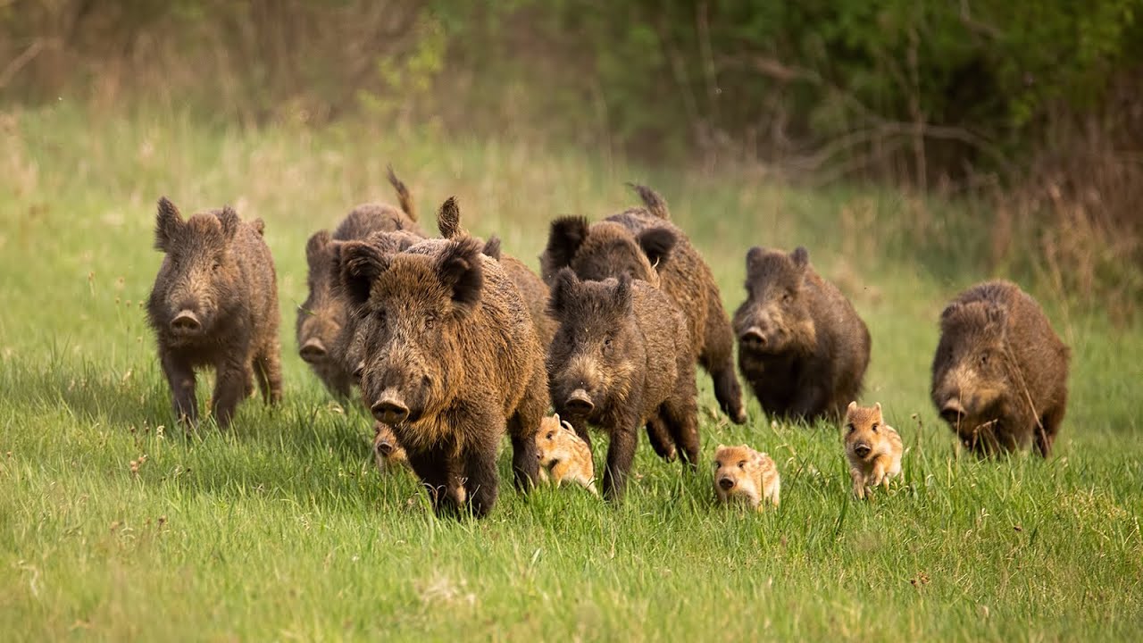 Tutkijat analysoivat 400 näytettä ja vahvistivat, että kaupunkien ja maaseudun villisiat ovat geneettisesti erilaisia.