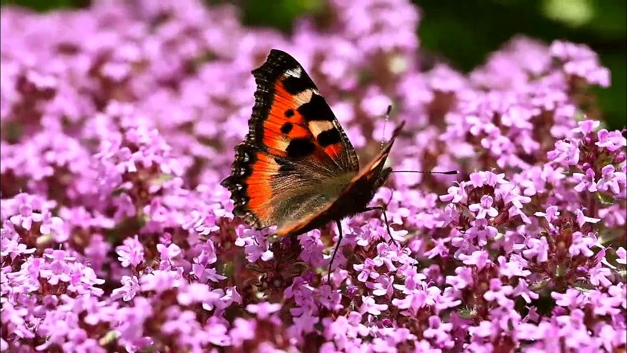 Kuinka luoda puutarha, joka houkuttelee kolibreja ja perhosia käyttämällä paikallisista taimitarhoista saatavia kasveja.