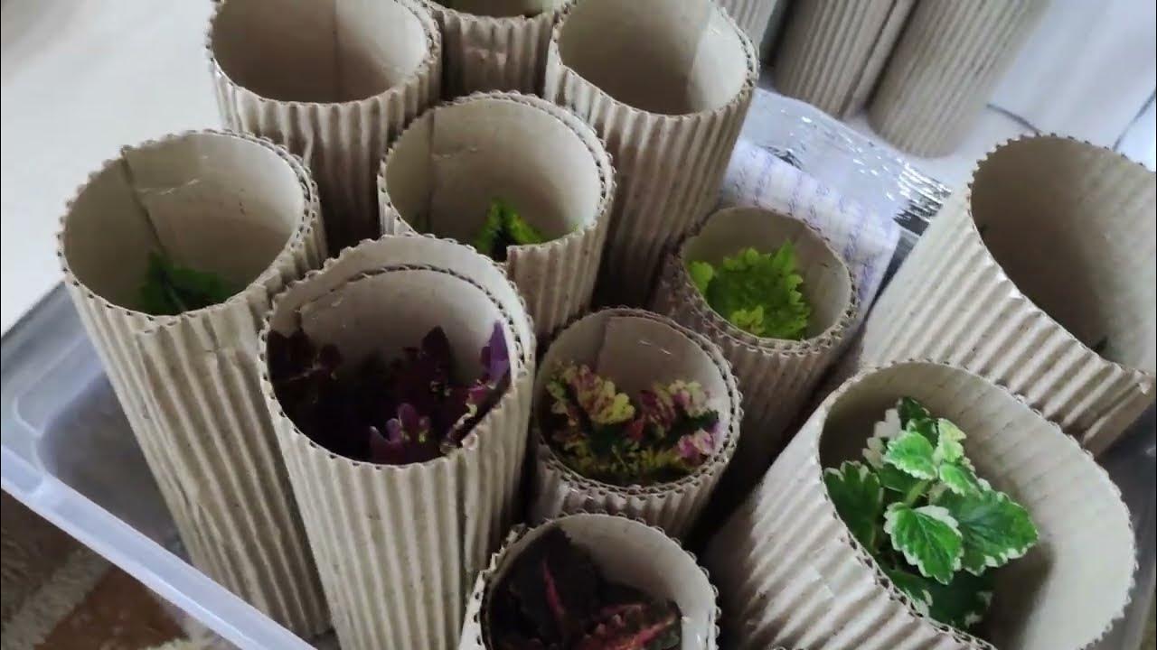 Kierrätys: Säilytä tyhjät wc-paperirullien kartonkiputket ja muokkaa niistä biohajoavia ruukkuja kasveille.