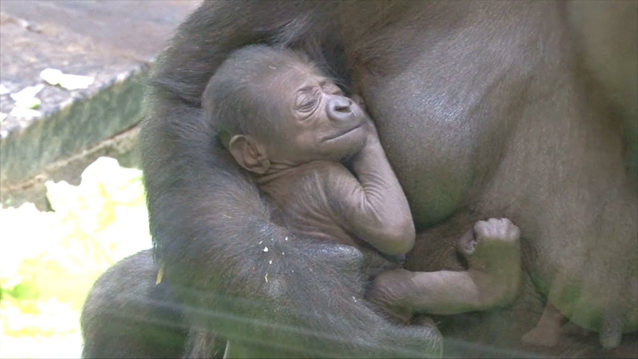 Tutkijat eivät voi uskoa sitä: tässä andalusialaisessa eläintarhassa vierailijoiden silmien edessä syntyi uhanalaisen lajin poikanen.