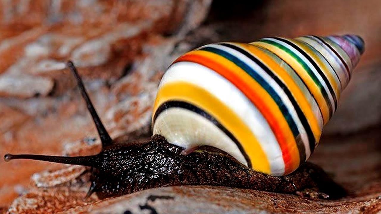 Yli kolmenkymmenen vuoden villissä luonnossa viettämisen jälkeen harvinaiset havaijilaiset etanat palaavat metsään osana historiallista uudelleenistutusohjelmaa, joka on huipentuma lähes 50 vuoden tieteelliselle tutkimukselle ja lajin suojelutyölle.