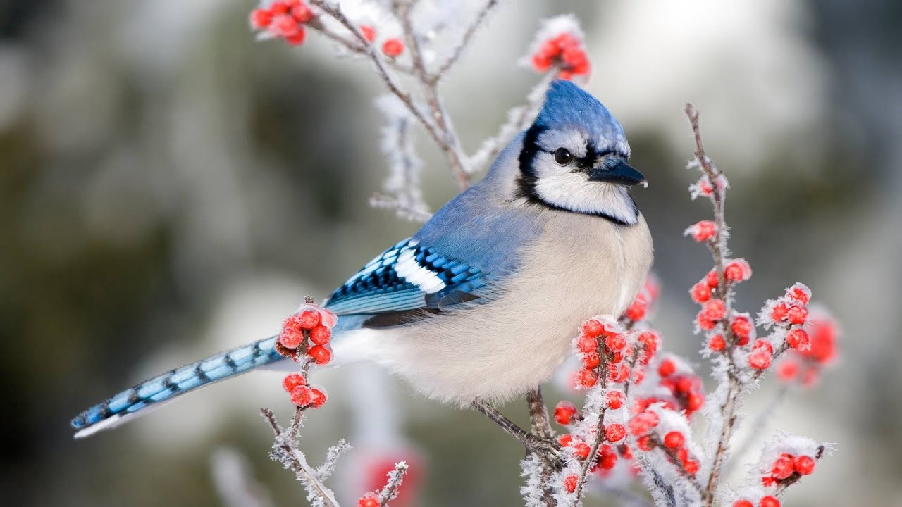Talven lintutunnit 2026: Liity mukaan jälleen!