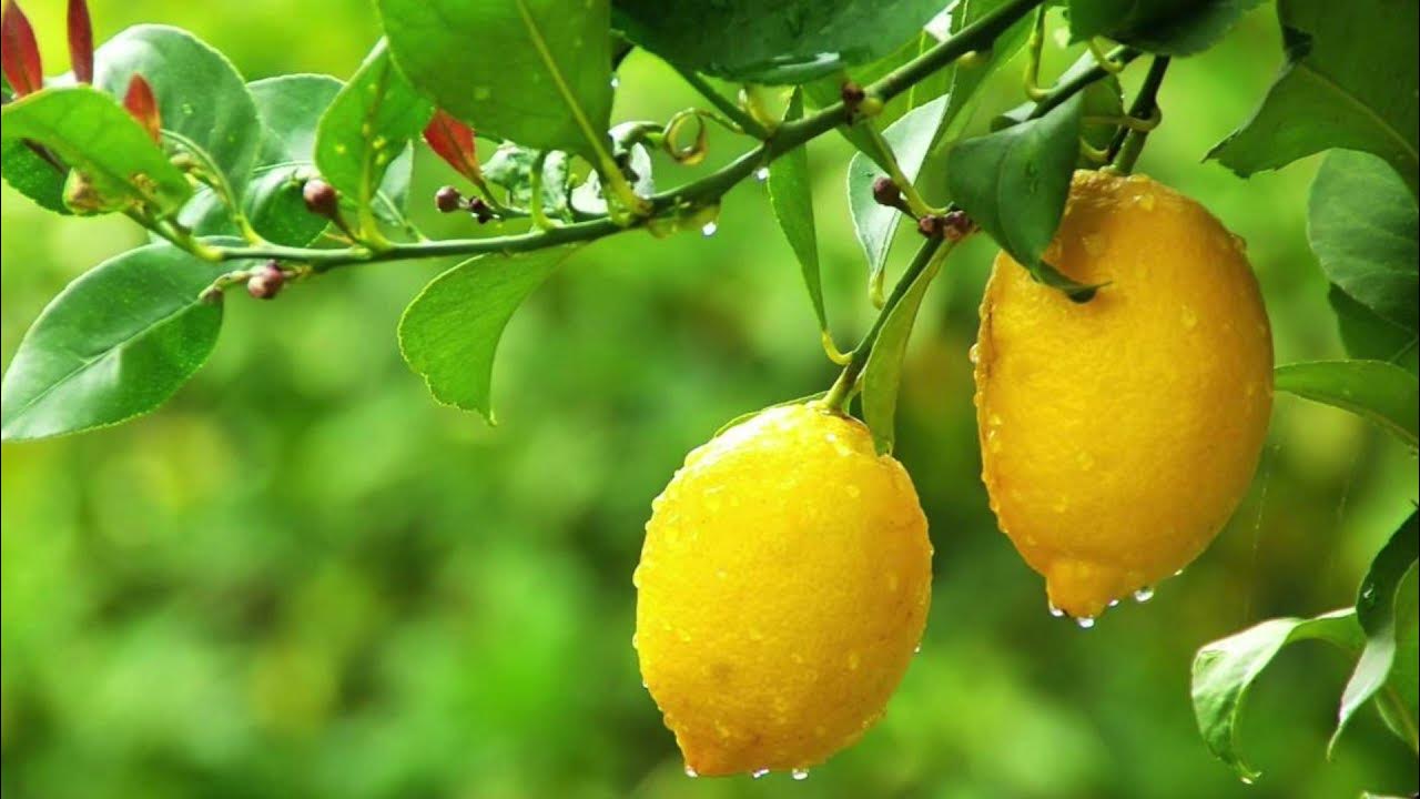 Miksi on suositeltavaa ripustaa viinikorkit sitruunapuun oksille ja mihin sitä tarvitaan?