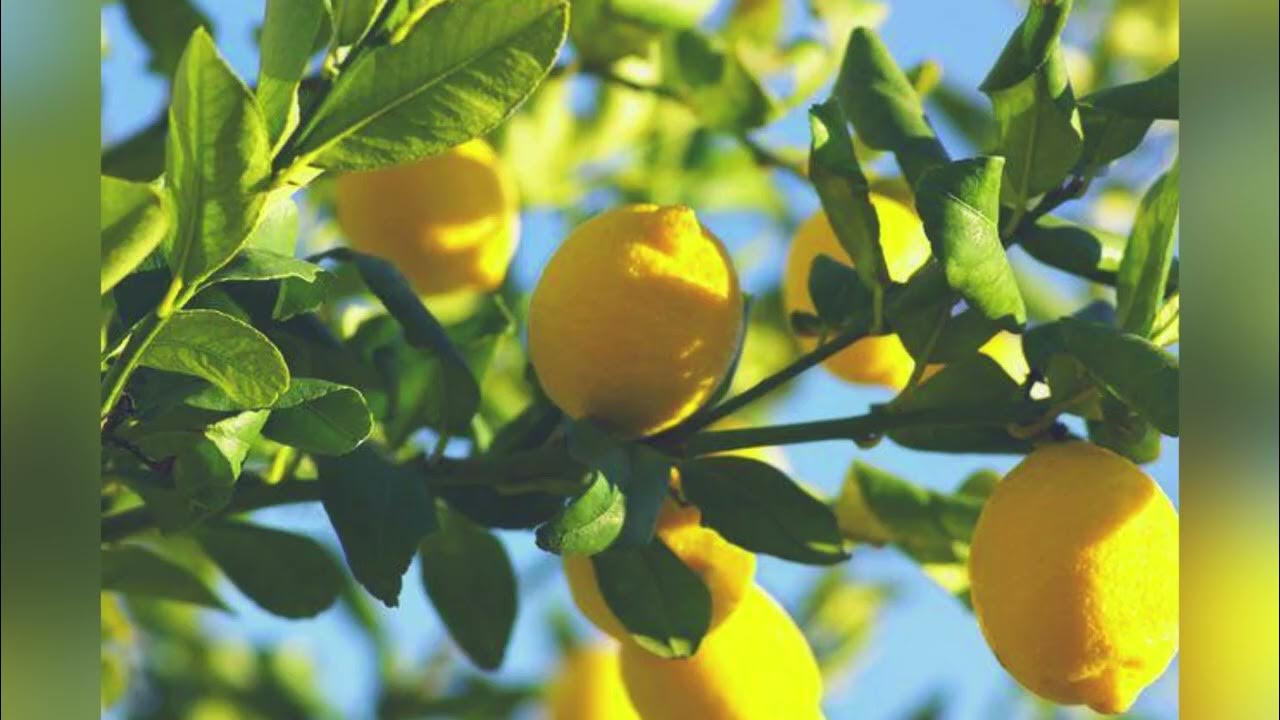 Miksi on suositeltavaa ripustaa viinikorkit sitruunapuun oksille ja mihin sitä tarvitaan?