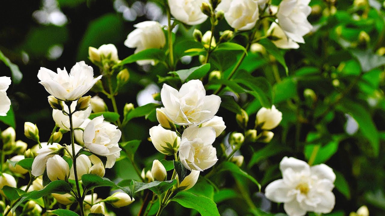 Tämä kukka sopii erinomaisesti istutettavaksi tammikuussa ja täyttää koko puutarhasi tuoksulla.