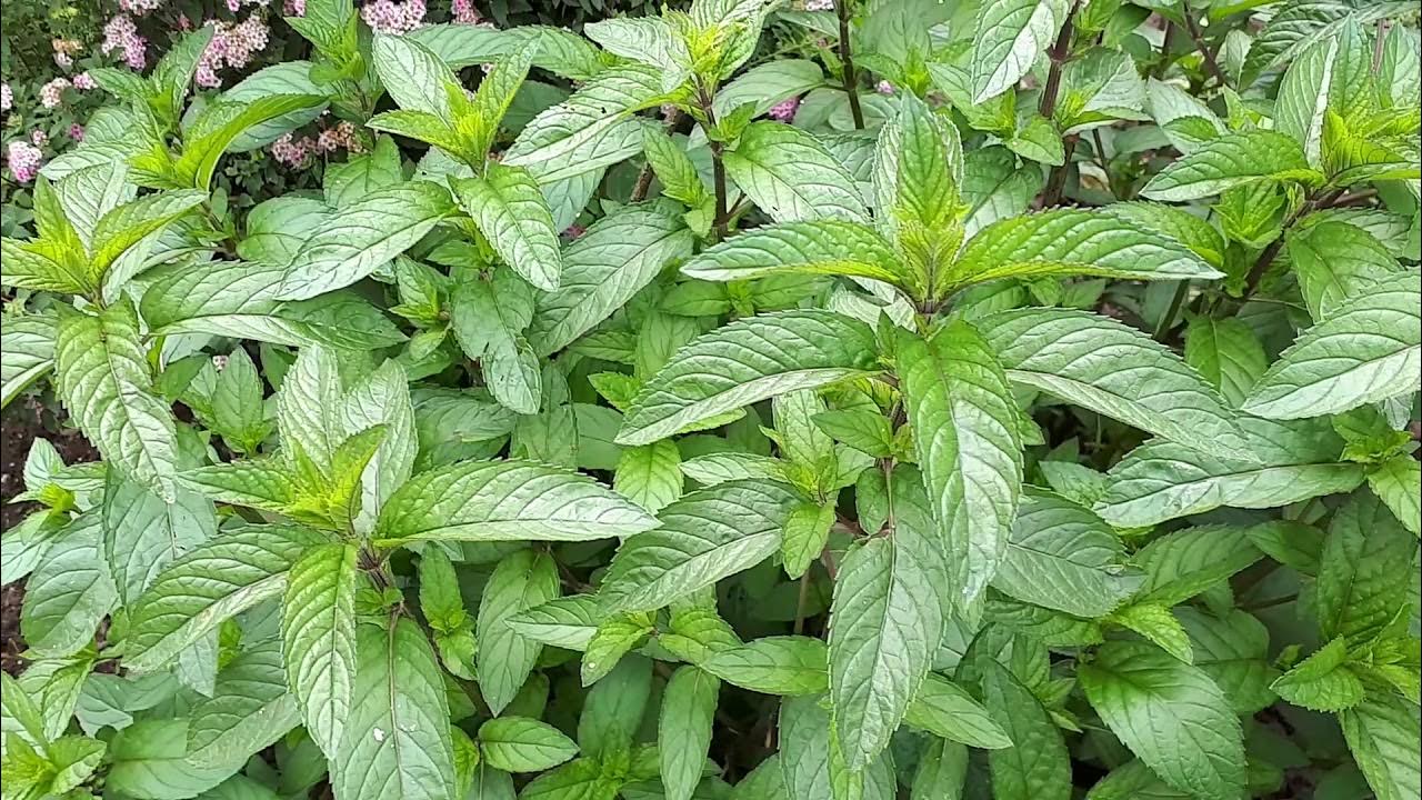 Mitä minttulajeja on olemassa ja mikä sopii parhaiten ruukkukasvattamiseen?