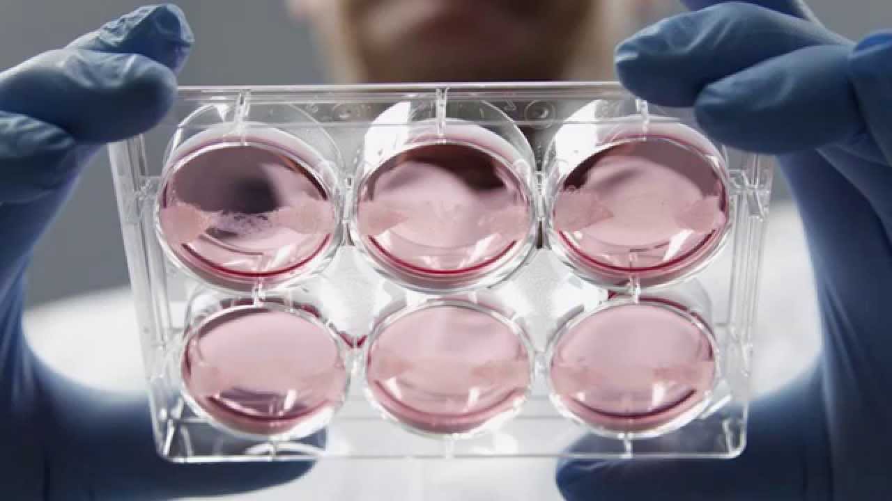 He luovat toiminnallisia organoideja ihmisen rasvakudoksesta ilman kantasolujen tai geenitekniikan käyttöä.