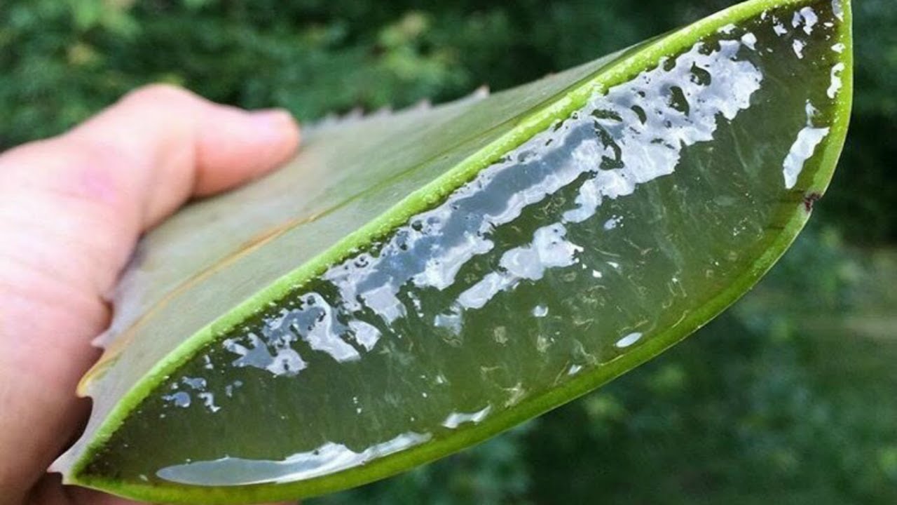 Kuinka valmistaa aloe vera -kasvovoide kollageenin tuotannon stimuloimiseksi ja ihon hoitamiseksi.