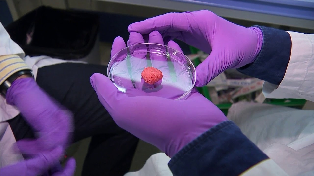 He luovat toiminnallisia organoideja ihmisen rasvakudoksesta ilman kantasolujen tai geenitekniikan käyttöä.