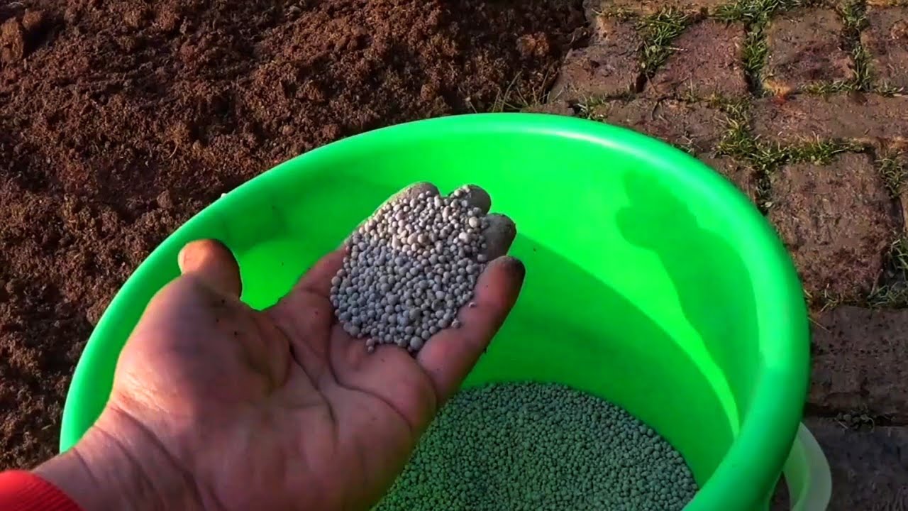 Mikä on pienien kivien lisäämisen tarkoitus sitruunapuun maaperään?