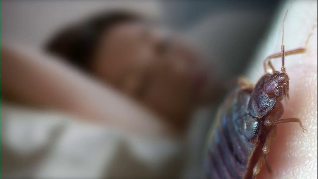 Harvat tietävät, että luteet inhoavat tämän mausteen tuoksua. Näin pääset nopeasti eroon tästä ongelmasta.