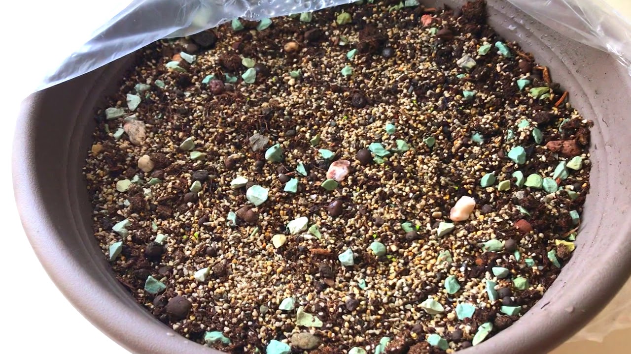 Mikä on pienien kivien lisäämisen tarkoitus sitruunapuun maaperään?